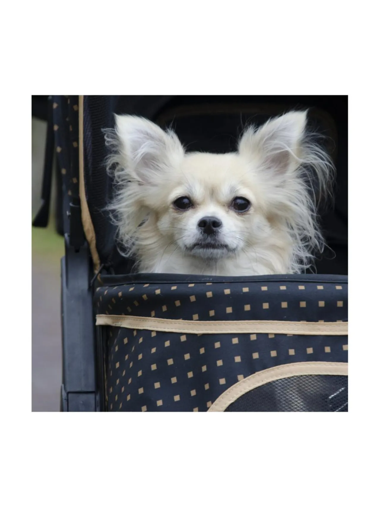 Ruokakupit Ja -Tarvikkeet|InnoPet Adventure lemmikkirattaat