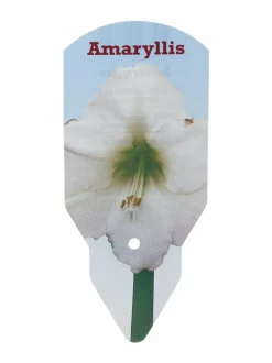 Kukkasipulit & Siemenet|No Brand Amaryllis 40+-kukkasipuli WHITE