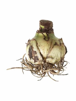 Kukkasipulit & Siemenet|No Brand Amaryllis 40+-kukkasipuli WHITE