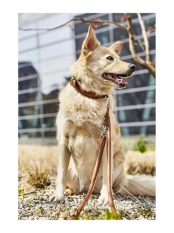 Kaulapannat Ja Talutushihnat|Laboni Amici kaulapanta + hihna setti - KONJAKKI