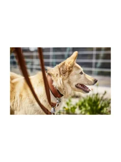 Kaulapannat Ja Talutushihnat|Laboni Amici kaulapanta + hihna setti - KONJAKKI