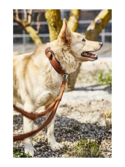 Kaulapannat Ja Talutushihnat|Laboni Amici kaulapanta + hihna setti - KONJAKKI