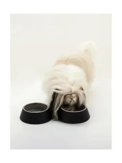 Ruokakupit Ja -Tarvikkeet|Oliver's Life & Style Koiran keraaminen ruokakulhosetti, 2 kulhoa, (alaspäin levenevät kulhot) MUSTA