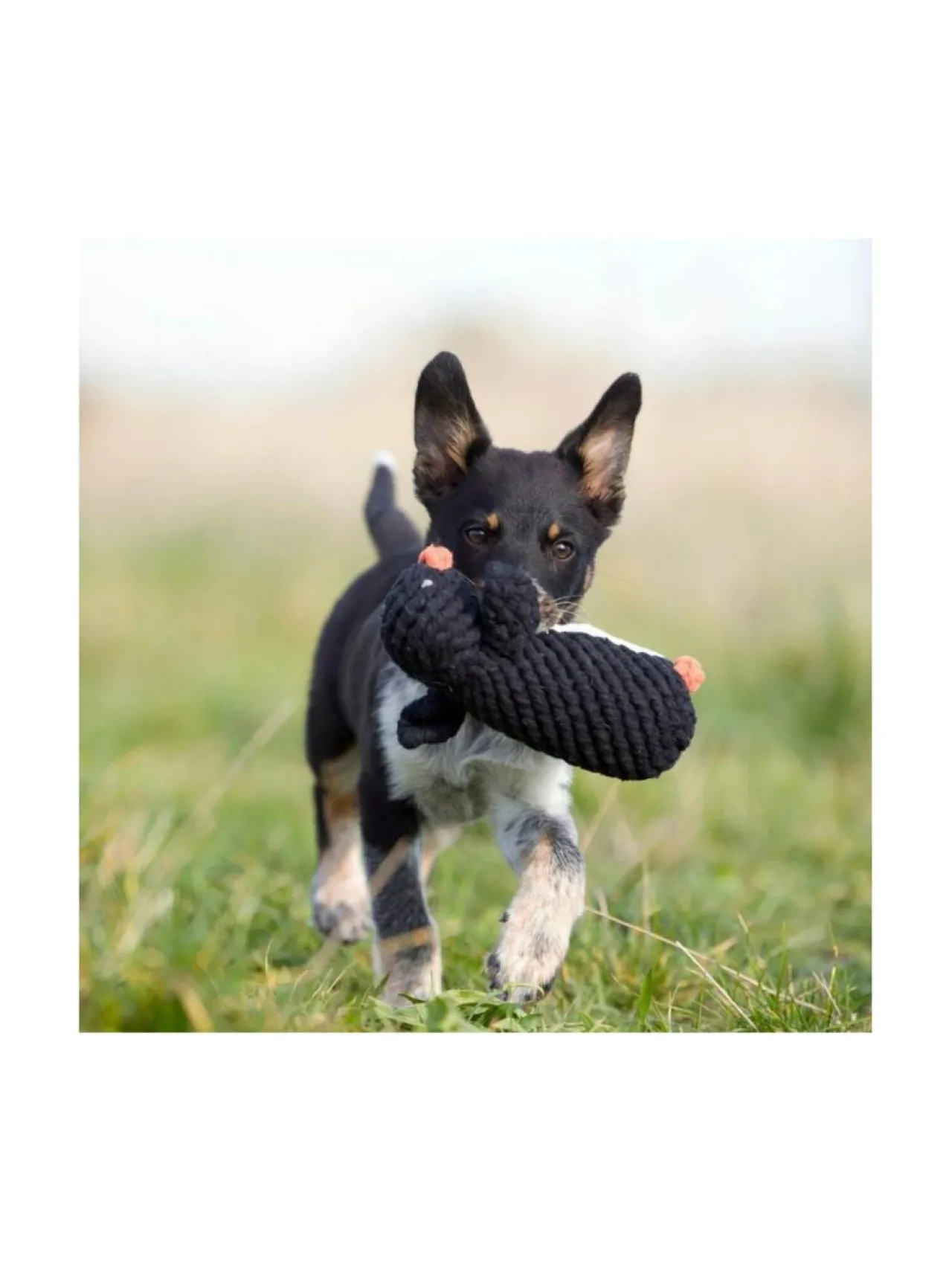 Koiran Lelut|Laboni Lelupaketti #2 - Poldi, Didi, Franzi