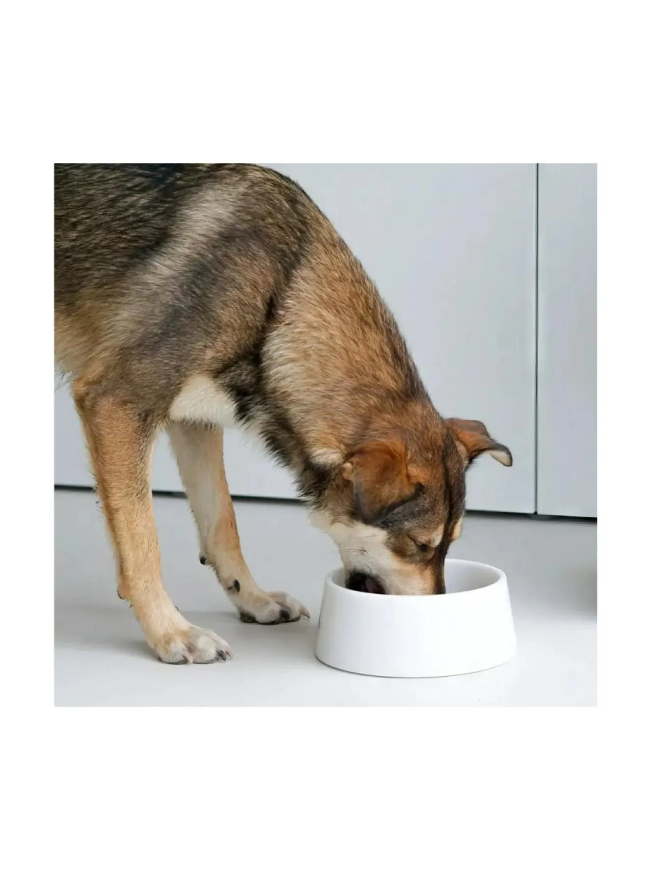 Ruokakupit Ja -Tarvikkeet|Studio Animaux Marmorinen design ruokakulho - Kristallinvalkoinen