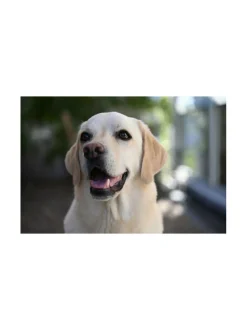 Kamerat|Nikon Nikkor Z 28-75mm f/2.8 -objektiivi