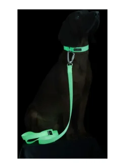 Kaulapannat Ja Talutushihnat|PAIKKA Glow Leash