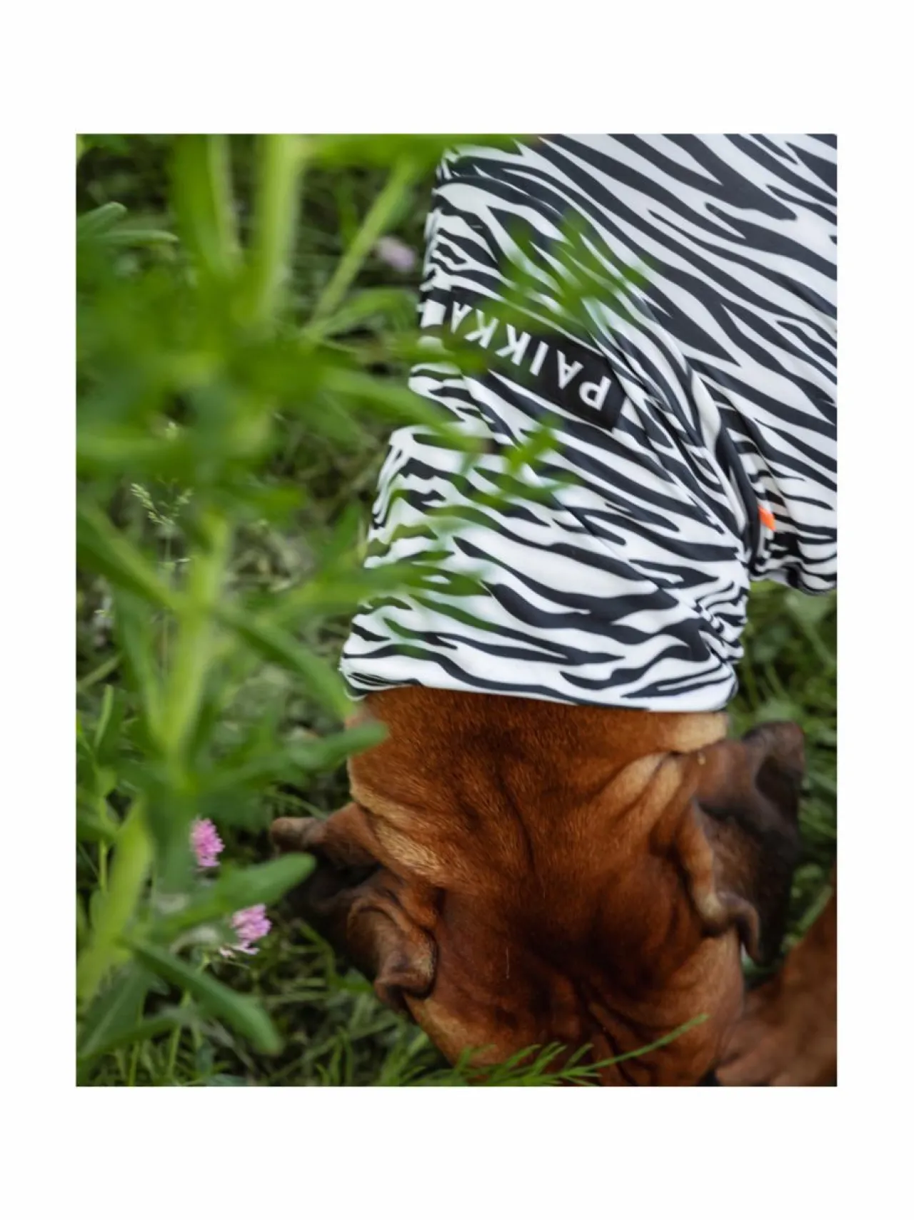 Koiran Vaatteet|PAIKKA SS25 UV & Bug Shirt