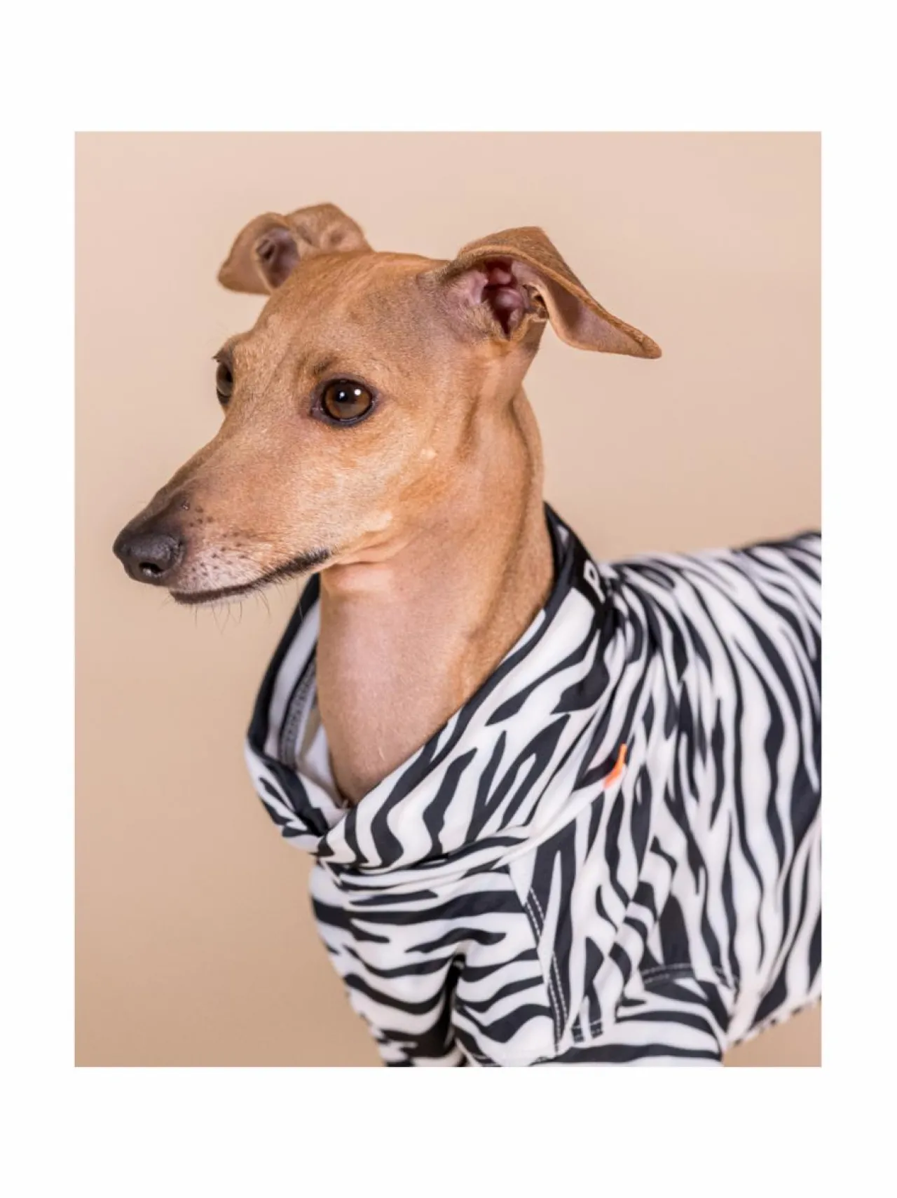 Koiran Vaatteet|PAIKKA SS25 UV & Bug Shirt