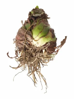 Kukkasipulit & Siemenet|No Brand Sweet Nymph Amaryllis -kukkasipuli